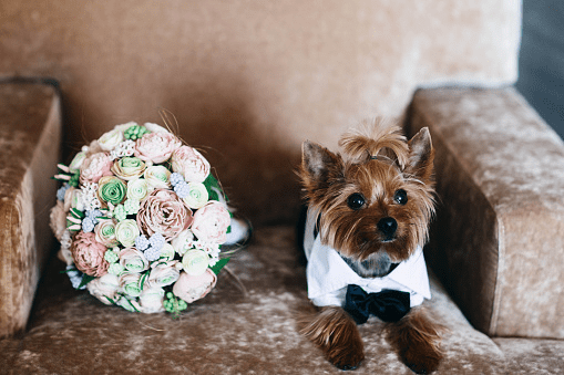 Small dog with a bow tie sitting on velvet chair with bouquet. 